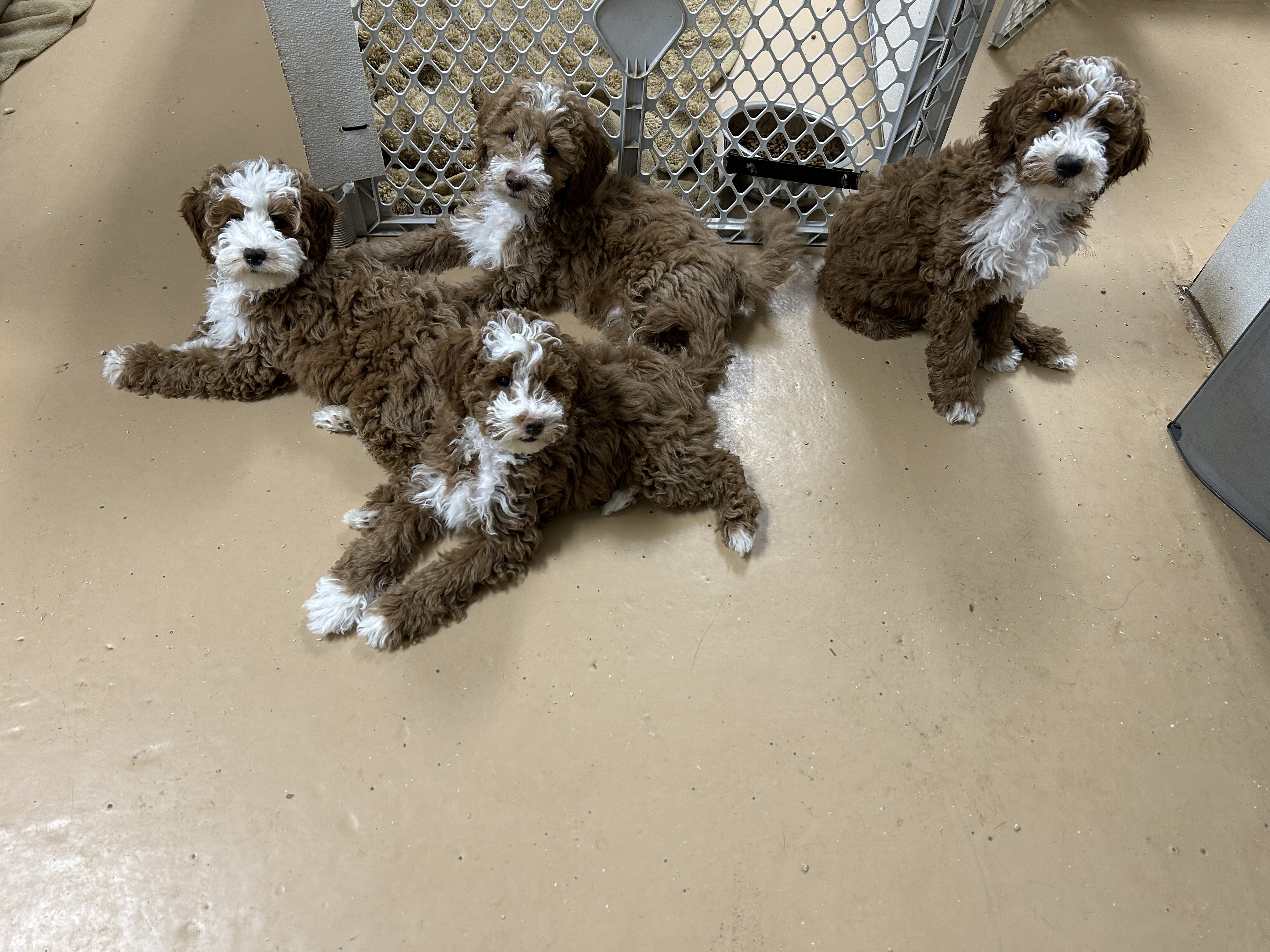 Honeypot Goldendoodles website
